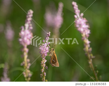 ツルボの花にとまるセセリチョウ ツルボの花にとまるセセリチョウ 131836383