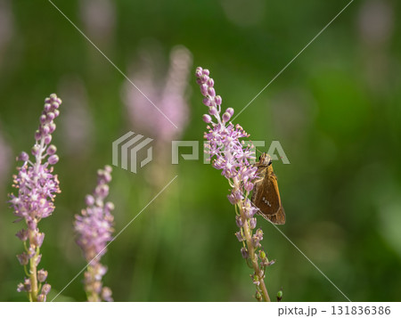 ツルボの花にとまるセセリチョウ 131836386