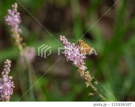 ツルボの花にとまるセセリチョウ 131836387