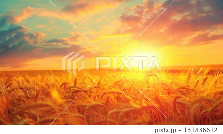 Golden wheat field bathed in the warm light of a breathtaking sunset, creating a picturesque rural landscape 131836612