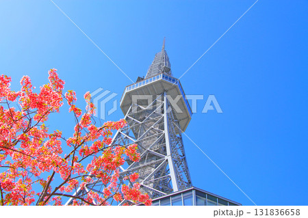 愛知県名古屋市、名古屋テレビ塔と桜の風景 131836658