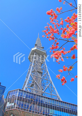 愛知県名古屋市、名古屋テレビ塔と桜の風景 愛知県名古屋市、名古屋テレビ塔と桜の風景 131836662