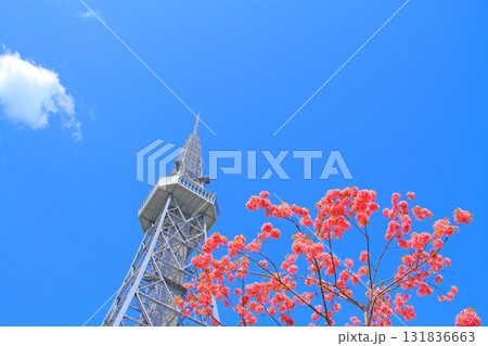 愛知県名古屋市、名古屋テレビ塔と桜の風景 愛知県名古屋市、名古屋テレビ塔と桜の風景 131836663