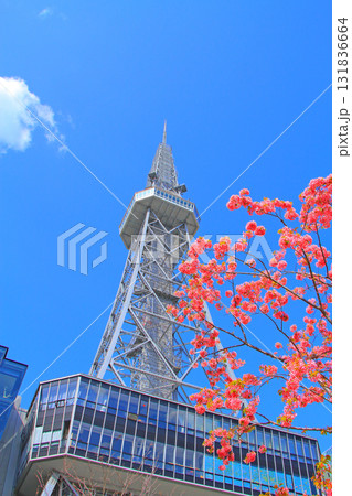 愛知県名古屋市、名古屋テレビ塔と桜の風景 131836664