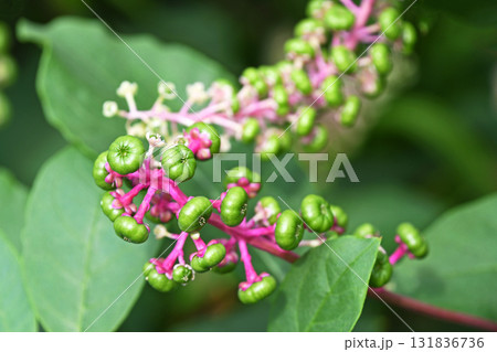 ヨウシュヤマゴボウ（洋種山牛蒡） 131836736