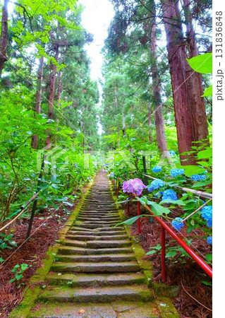 満開のアジサイ　紫陽花　あじさい　出塩文殊堂　山形市 131836848
