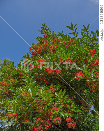 秋に熟したサンゴジュ(珊瑚樹)の実 秋に熟したサンゴジュ(珊瑚樹)の実 131836866