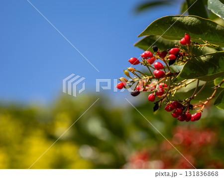 秋に熟したサンゴジュ(珊瑚樹)の実 秋に熟したサンゴジュ(珊瑚樹)の実 131836868