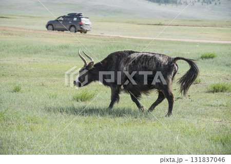 A Mongolian yak in the summer pasture. 131837046