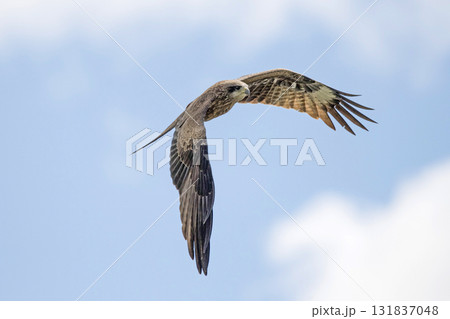 An eagle flies in the sky in the mountains An eagle flies in the sky in the mountains 131837048