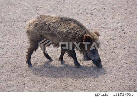 Wild boar in a clearing  131837050