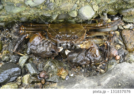 汽水域に生息するモクズガニ 汽水域に生息するモクズガニ 131837076