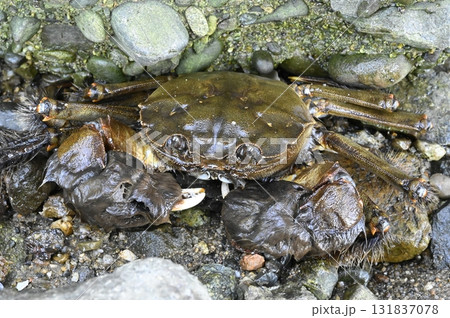 汽水域に生息するモクズガニ 131837078