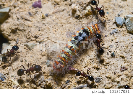 a crowd of ants working together to carry a caterpillar 131837081