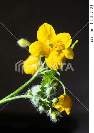 Yellow flower with fuzzy buds - macro nature against dark background 131837121