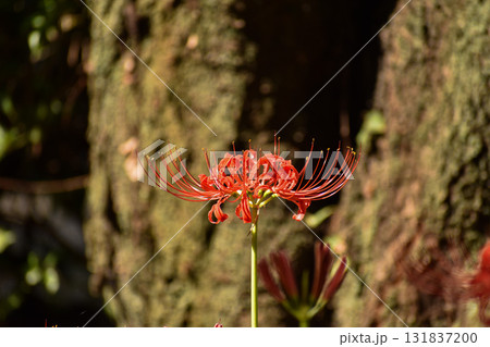真っ赤に咲き誇るヒガンバナ 131837200