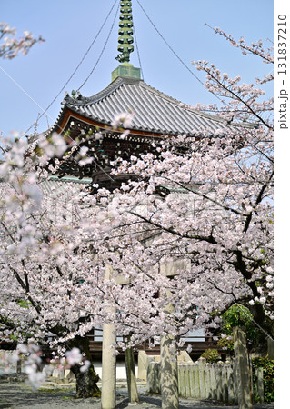 京都 本法寺の春2024 京都 本法寺の春2024 131837210
