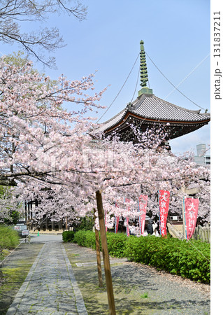 京都　本法寺の春2024 131837211