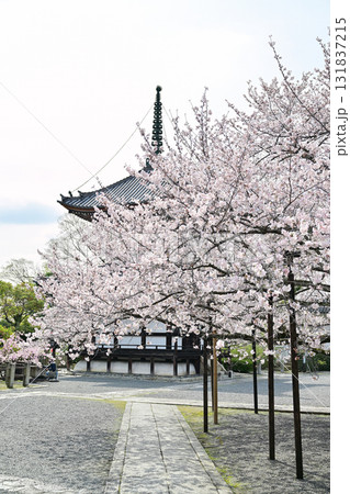 京都 本法寺の春2024 京都 本法寺の春2024 131837215