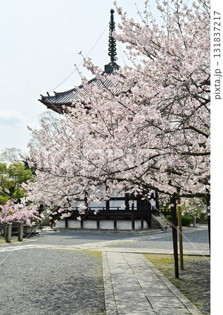 京都 本法寺の春2024 京都 本法寺の春2024 131837217