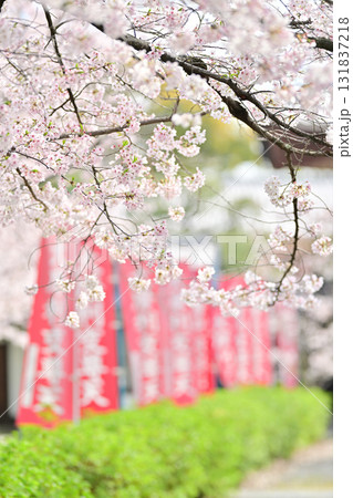 京都 本法寺の春2024 京都 本法寺の春2024 131837218