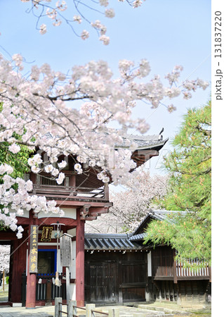 京都 本法寺の春2024 京都 本法寺の春2024 131837220