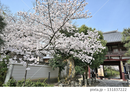 京都 本法寺の春2024 京都 本法寺の春2024 131837222