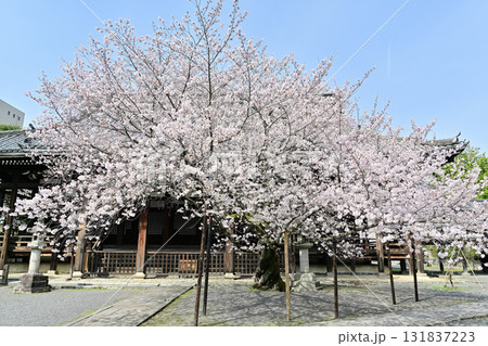 京都　本法寺の春2024 131837223