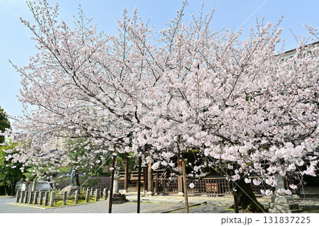 京都　本法寺の春2024 131837225