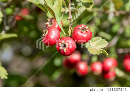 薬草としても知られるサンザシの偽果【バラ科】 131837341