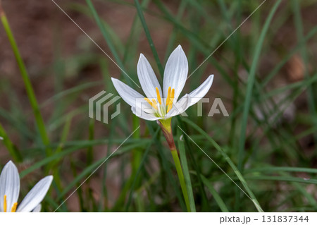 初秋に白い花を咲かせるタマスダレ【ヒガンバナ科】 131837344