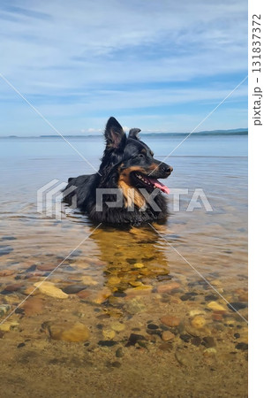 Black and tan border collie enjoying cool shallow water on a sunny day Black and tan border collie enjoying cool shallow water on a sunny day 131837372