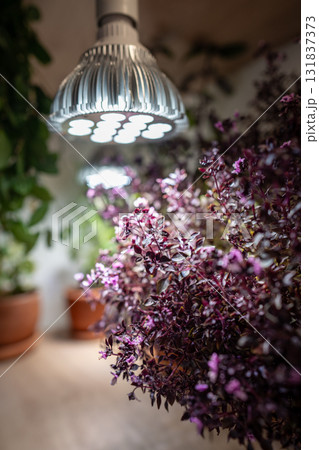 Growing Basil plants under phyto lamp at home in winter season. Additional illumination. Grow light. 131837373