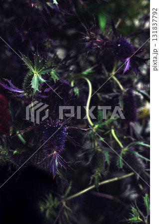 Close-up of Eryngium planum blue thistle with jagged leaves and deep purple spiky blooms in soft dramatic light. Eryngium floristry, wild texture aesthetic, moody botanicals, late summer florals Close-up of Eryngium planum blue thistle with jagged leaves and deep purple spiky blooms in soft dramatic light. Eryngium floristry, wild texture aesthetic, moody botanicals, late summer florals 131837792