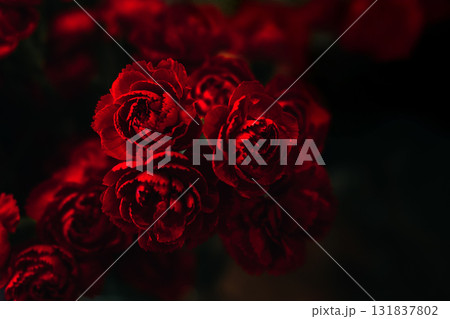 Close-up of deep red carnations in soft dramatic light against a dark background. Luxury floral design, high-end florist style, moody bouquet photography, boutique flower texture Close-up of deep red carnations in soft dramatic light against a dark background. Luxury floral design, high-end florist style, moody bouquet photography, boutique flower texture 131837802