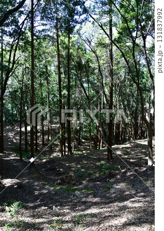 七尾城001 土塁、登山道 七尾城001 土塁、登山道 131837992