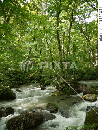 新緑に包まれた奥入瀬渓流 131838514
