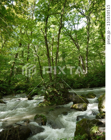 新緑に包まれた奥入瀬渓流 新緑に包まれた奥入瀬渓流 131838515