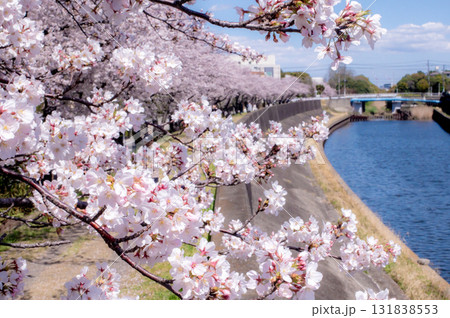 住宅街の川沿いの満開の桜 住宅街の川沿いの満開の桜 131838553