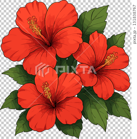 Three red hibiscus illustration Three red hibiscus illustration 131838767