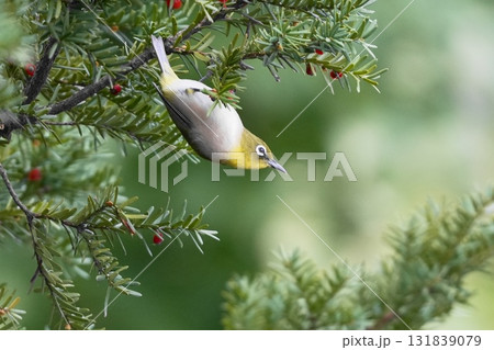 オンコの実を食べるメジロ 131839079