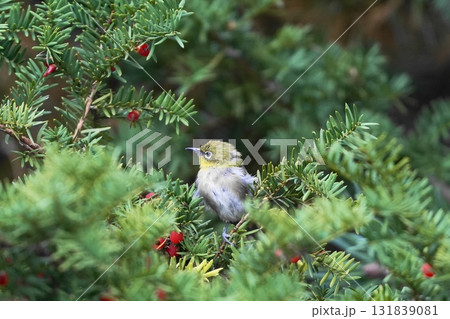 木の枝にとまるメジロ 131839081