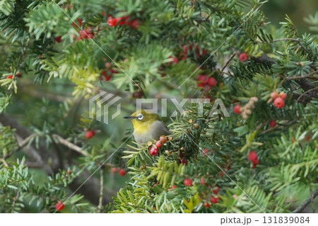 オンコの実を食べるメジロ 131839084