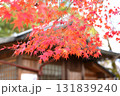 京都の紅葉 京都の紅葉 131839240