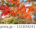 京都の紅葉 京都の紅葉 131839241
