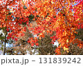 京都の紅葉 京都の紅葉 131839242