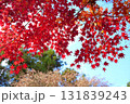 真っ赤な紅葉 真っ赤な紅葉 131839243