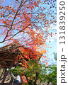 京都の紅葉 京都の紅葉 131839250
