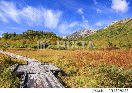 紅葉真っ盛りな栂池自然園 131839288