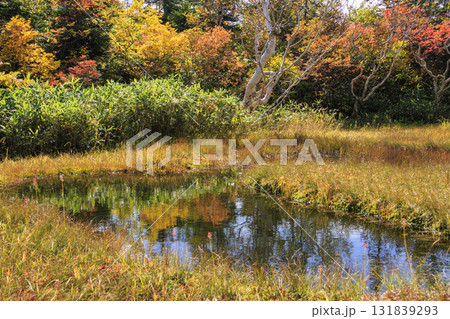 紅葉真っ盛りな栂池自然園 紅葉真っ盛りな栂池自然園 131839293